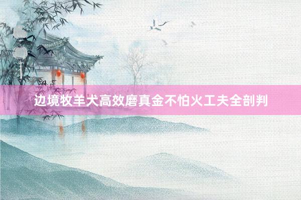 边境牧羊犬高效磨真金不怕火工夫全剖判